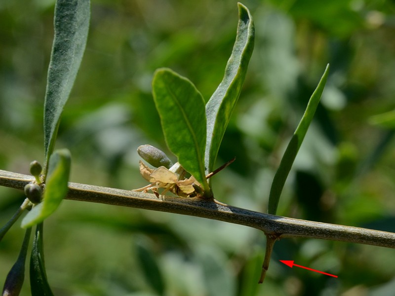 Lycium barbarum